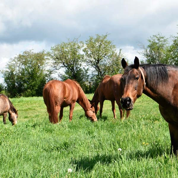 Pension pour chevaux à Blot-l'Église, Puy-de-Dôme